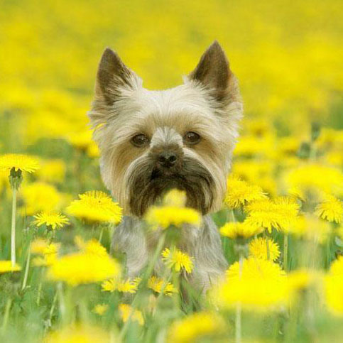 cute yorkie puppy poses in a field of flowers
