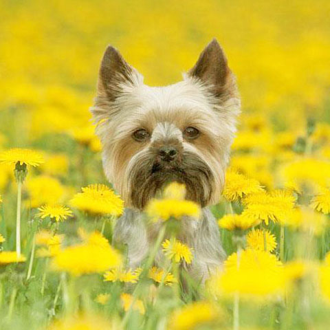 yorkshire terrier puppy posing in a field
