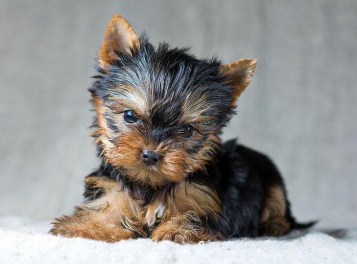 cute yorkie puppy wanting to play