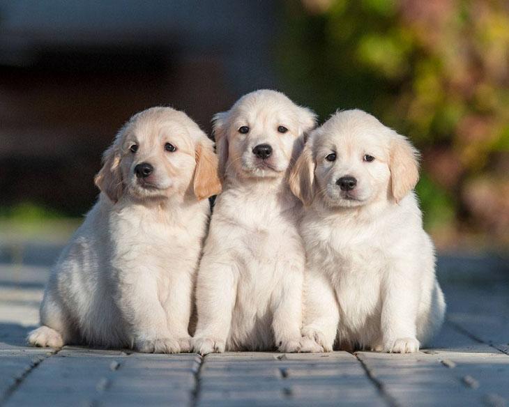 three golden retriever puppies looking cute