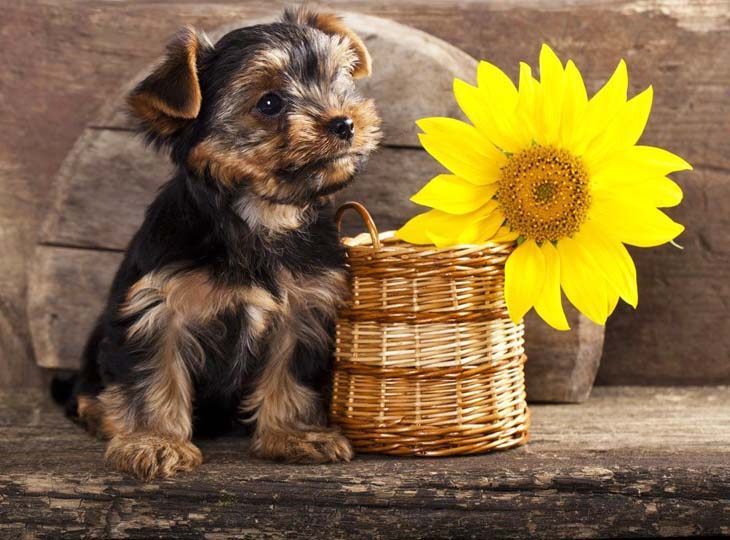 cute yorkie dog with a flower