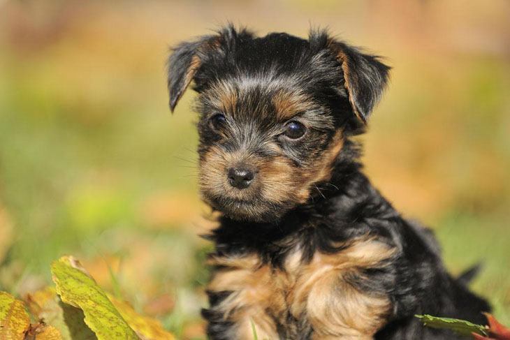 cute yorkie puppy looking for fun