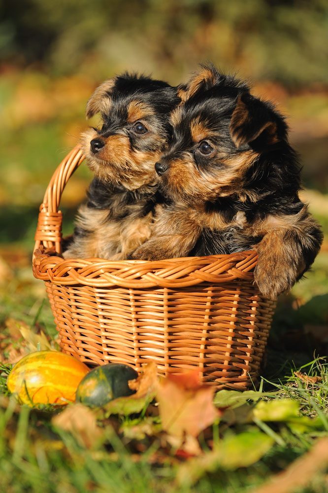 two cute yorkie pups that a looking for trouble