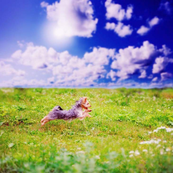 yorkshire terrier romping in a grass field