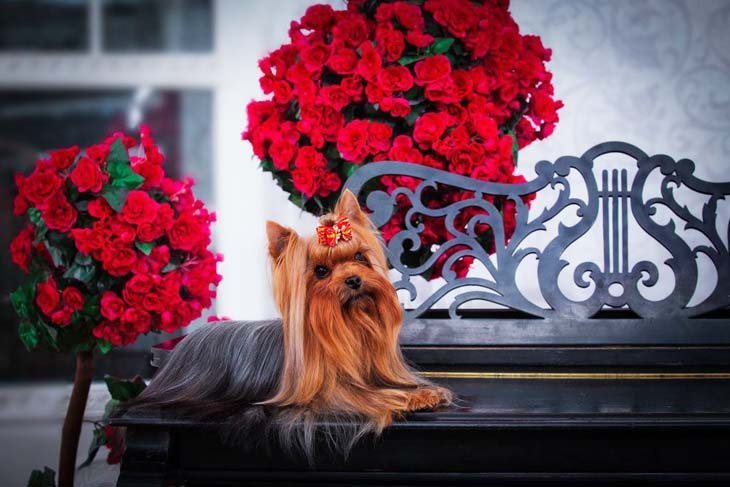 pampered yorkie