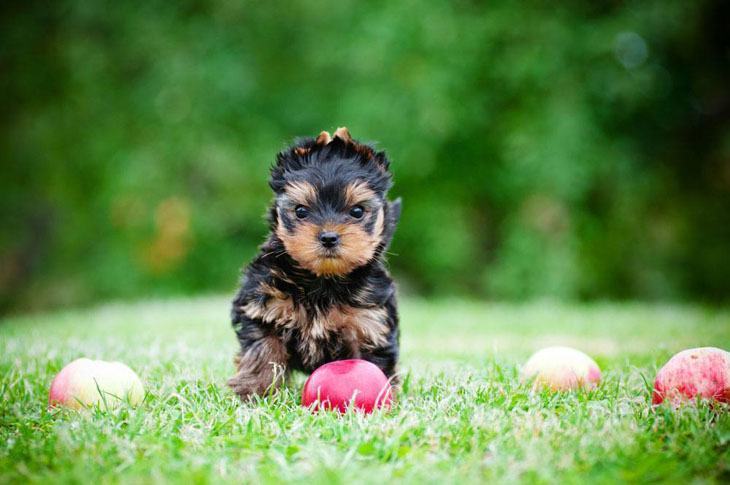 yorkshire terrier waiting for a playmate