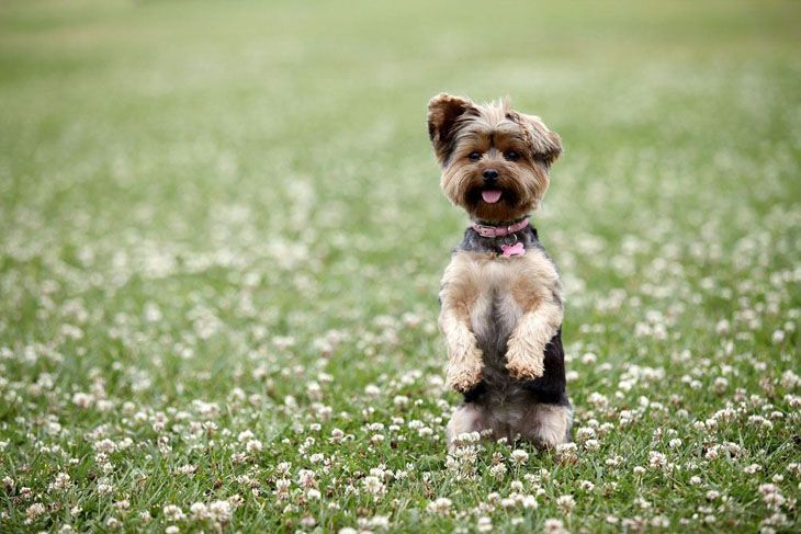 beautiful yorkie out in a meadow