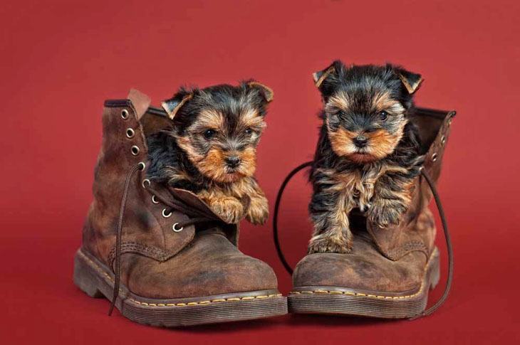 yorkie puppies don't want daddy to leave for work