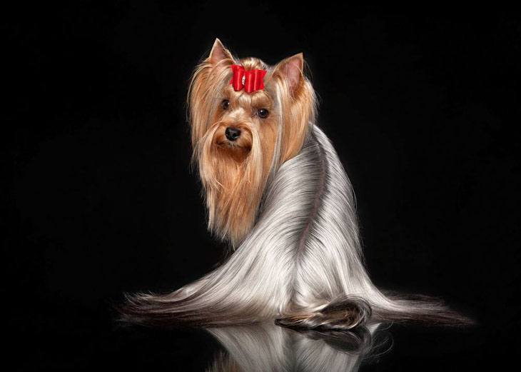 perfectly groomed yorkie