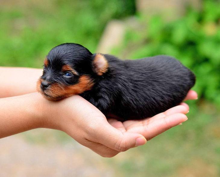 yorkie newborn puppy