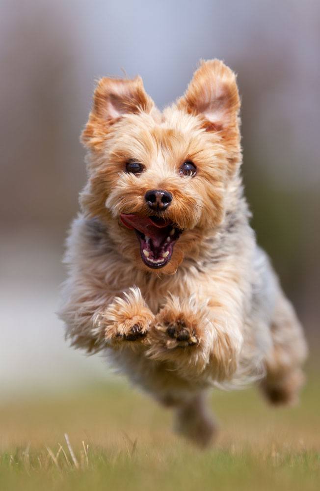 yorkshire terrier being called for dinner