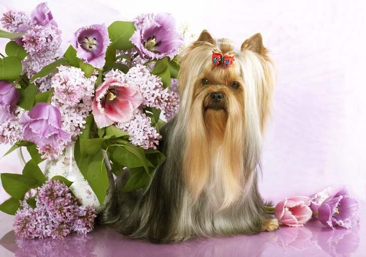 yorkshire terrier surrounded by flowers