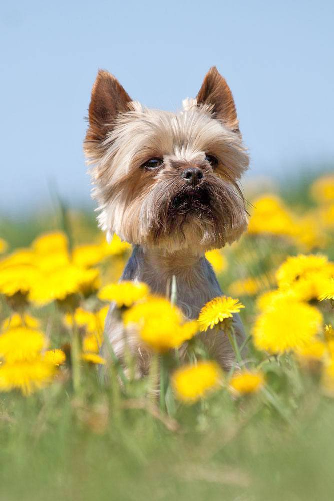 yorkie enjoying nature