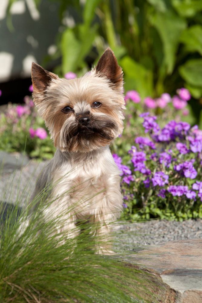 yorkshire terrier dog taking a walk in the garden