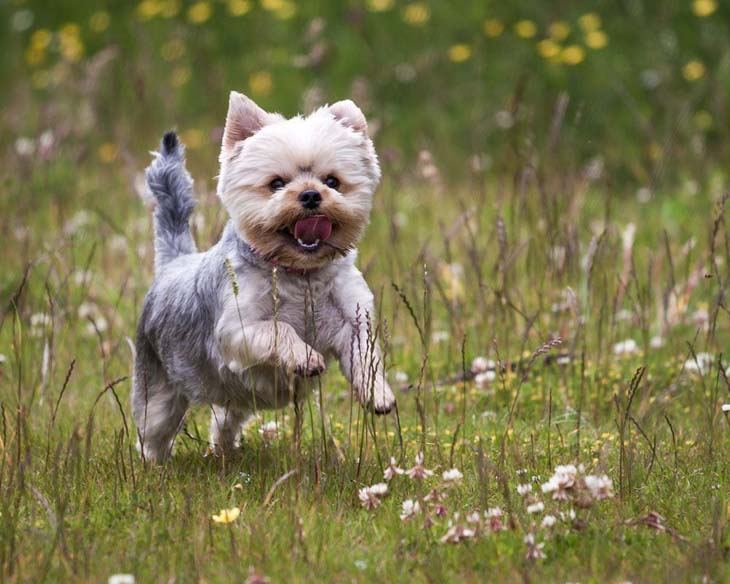 yorkie chasing butterflies in a field