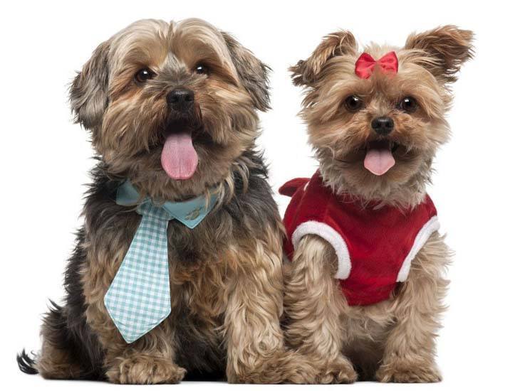 two yorkies dressed up