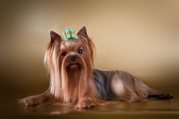 yorkie dog posing for the camera