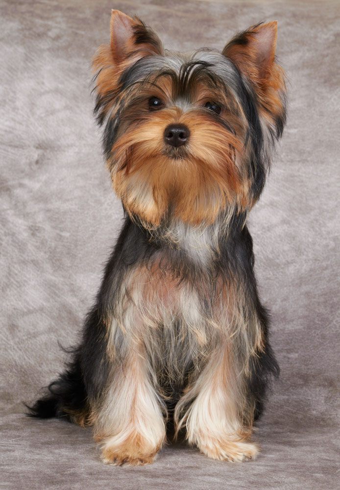 adorable yorkie waiting for anything to happen