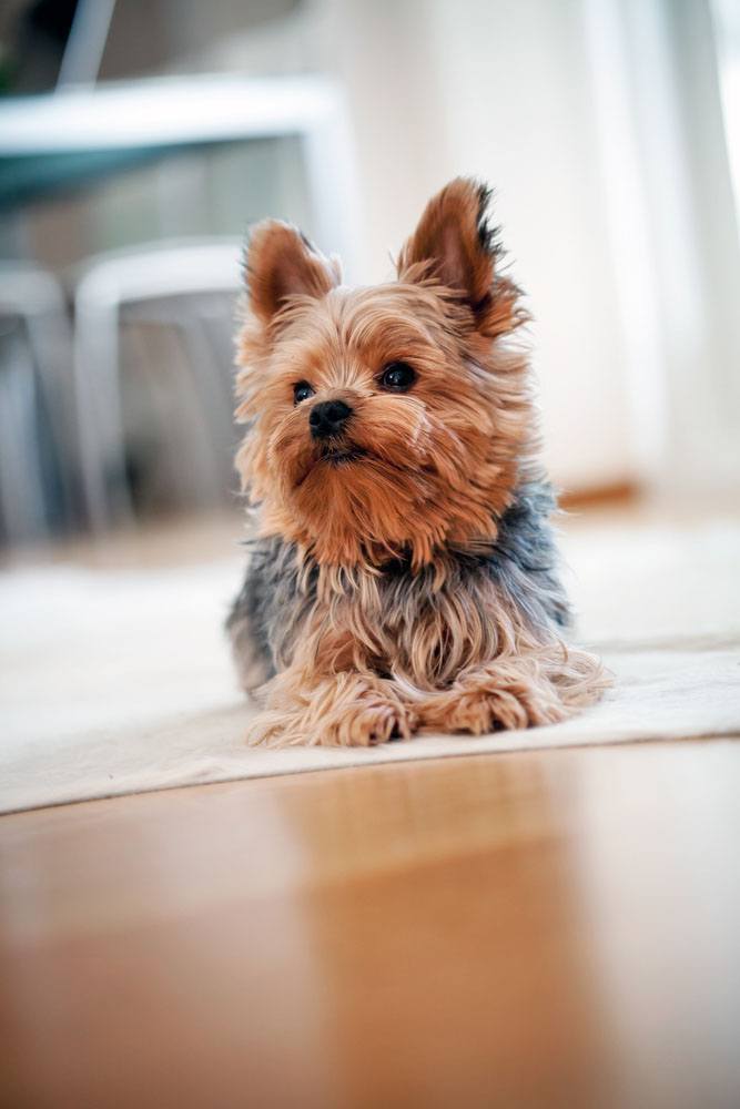 cute yorkie smelling bacon