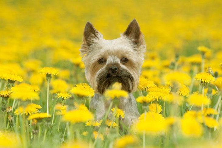 yorkie in a flower field