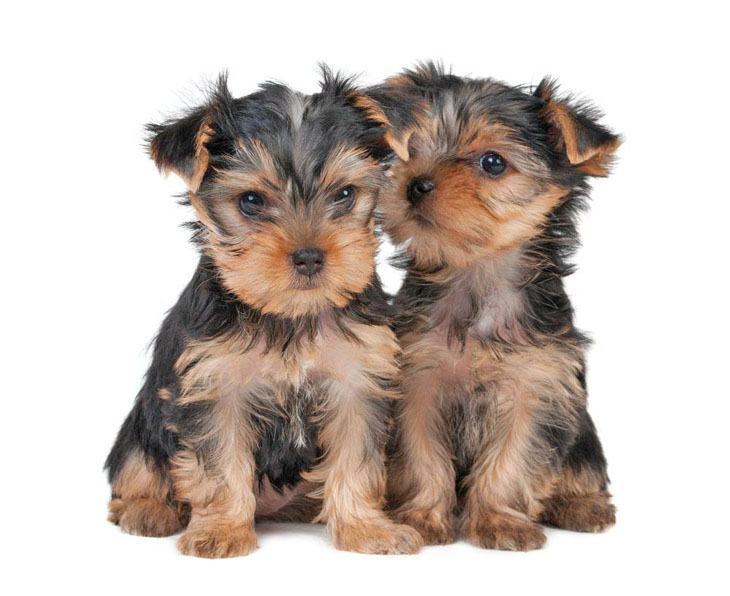 two cute yorkie puppies