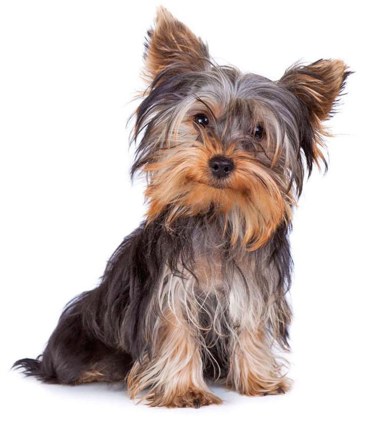 yorkshire terrier hoping for a treat