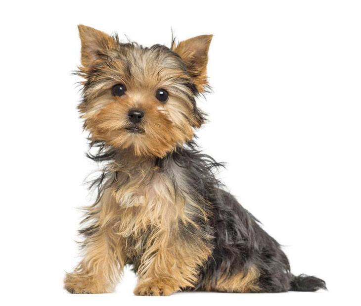 charming yorkie dog posing for the camera