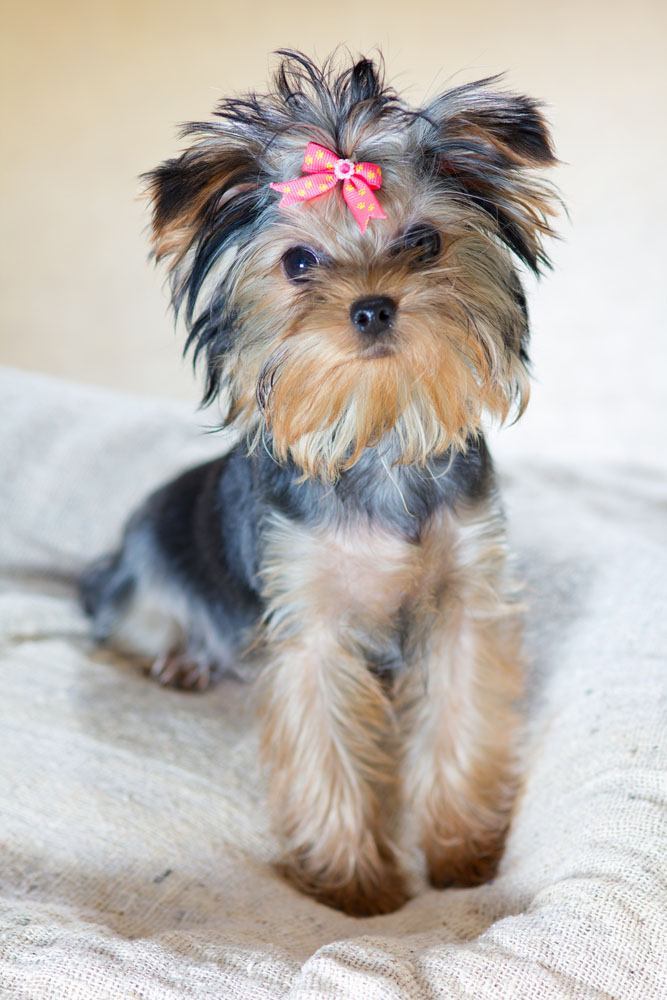 cute yorkie pup waiting for a treat