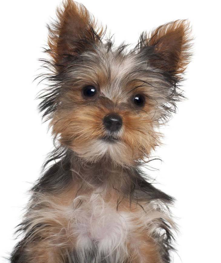 bored yorkshire terrier puppy