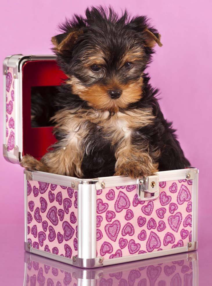 cute yorkie puppy hiding in a box