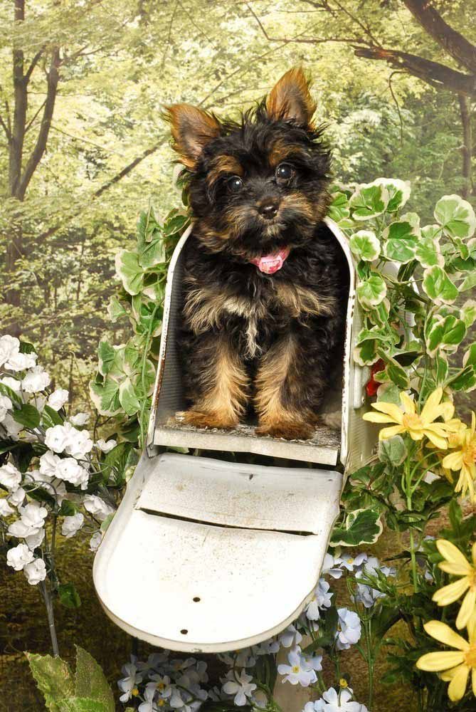 yorkie special delivery