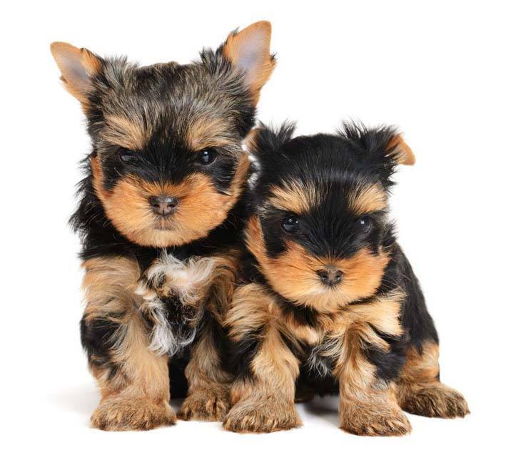 yorkshire terrier puppies wanting a treat