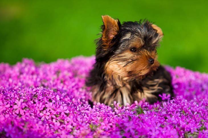 cute yorkie puppy in a beautiful flower field